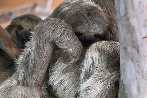 Cuddling Sloths