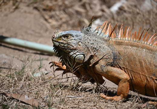 Orange Iguana