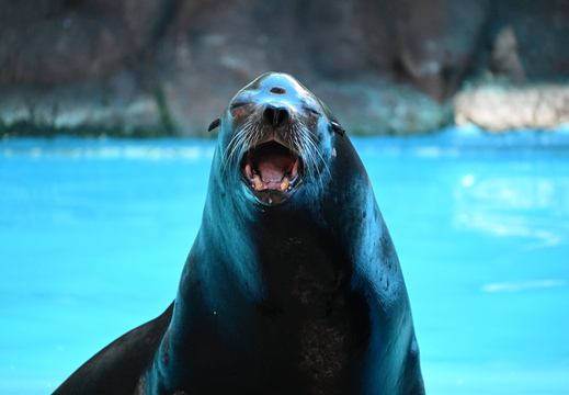 Happy Sealion
