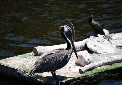 Resting Feathers