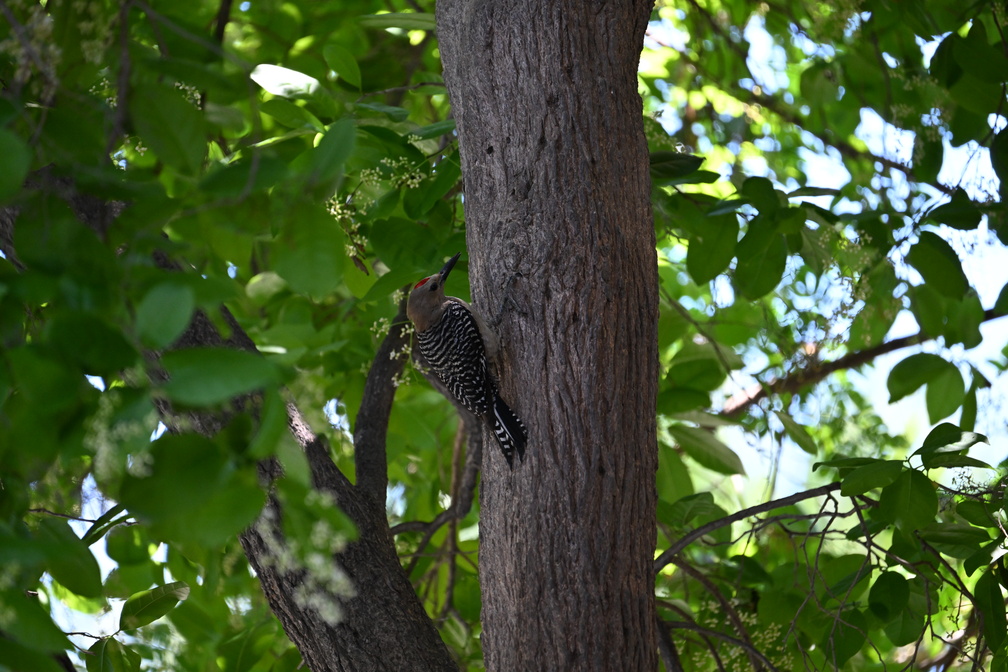 DSC_1974.JPG