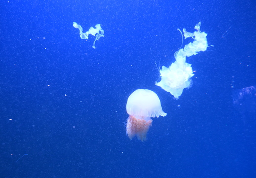 Gentle Jellyfish