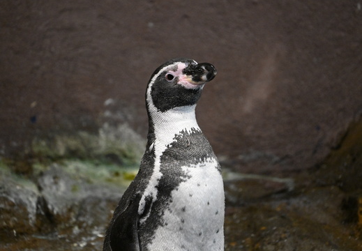 Mazatlan Penguin